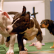 Illustration for article titled This Is How the Puppy Bowl Sausage Gets Made